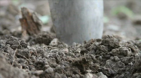Planting a seedling Stock Footage 662954