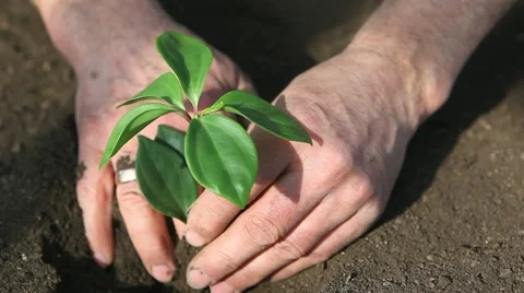 Planting of seedling Video stock 11322936
