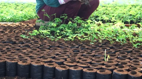 Planting a seedling Video stock 266920614
