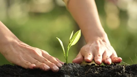 Planting a Seedling in Green Environment Nature Focus Stock Footage 295470053