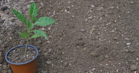 Planting a seedling in soil 스톡 동영상 117693373