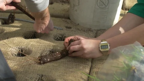Planting seedlings in a float Stockbeeldmateriaal 77072869