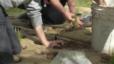 Planting seedlings on a float Stockbeeldmateriaal 77072934