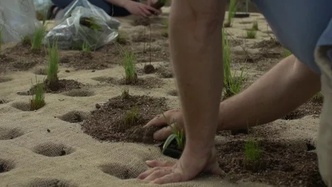 Planting seedlings on a float on an island Stockbeeldmateriaal 77072911