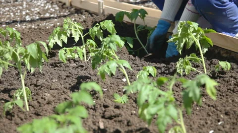 Planting seedlings Stock Footage 50880927