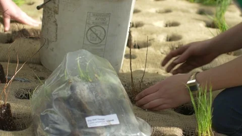 Planting seedlings Stockbeeldmateriaal 77072865