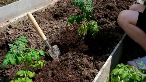 Planting seedlings Vidéo 240202182