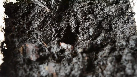 Planting seedlings in the ground Stock Footage 72826137