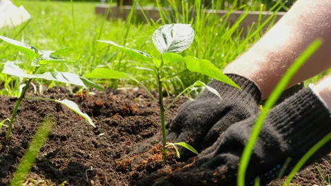 Planting seedlings in the ground Stock Footage 157992279