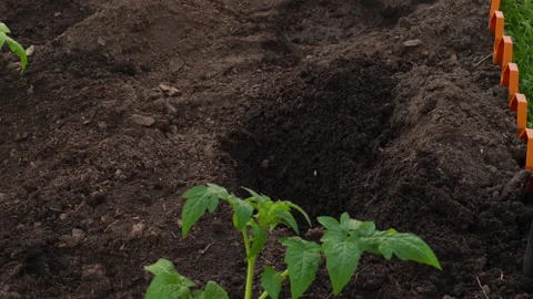 Planting seedlings in open ground Stock Footage 220694041