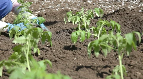 Planting seedlings in soil Stock Footage 50879478