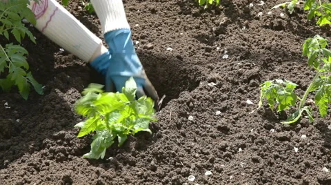 Planting seedlings in the soil Video stock 50886130
