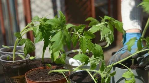 Planting seedlings in soil Stock Footage 50899679