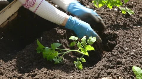 Planting seedlings in the soil Stock Footage 50907816