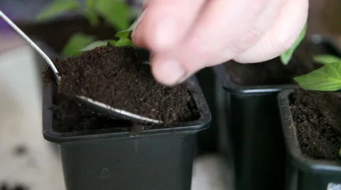 Planting seedlings into the tray Stock Footage 63059665