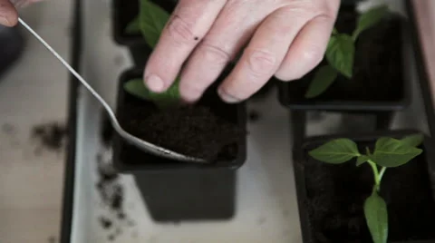 Planting seedlings into the tray Stock Footage 63059667