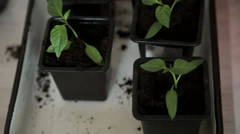 Planting seedlings into the tray Stock Footage 63059752