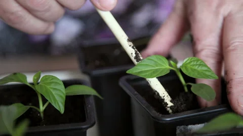 Planting seedlings into the tray Stock Footage 63059885