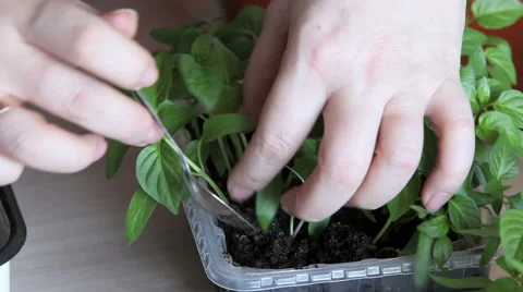 Planting seedlings into the tray Stock Footage 63059958