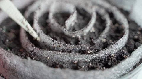 Planting seedlings using snail technology, close-up Stock Footage 308930282