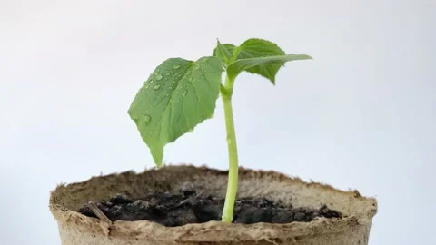 Planting seedlings on white background. Stock Footage 197065404