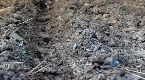 Planting seeds Stock Footage 50424635