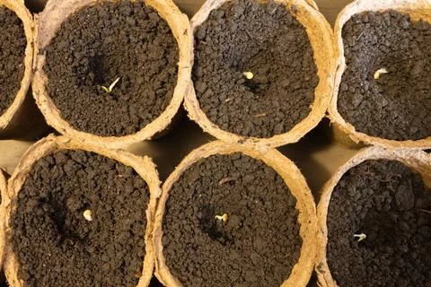 Planting seeds in peat cups Stock Photos