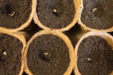Planting seeds in peat cups Stock Photos