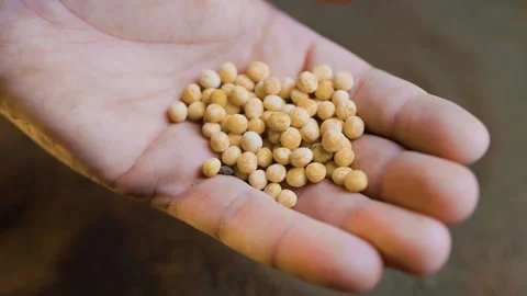 Planting seeds into the soil using hands for a sustainable garden Stock Footage 302403034