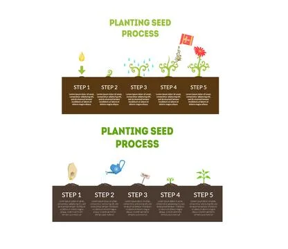 Planting Seeds Steps and Process Infographic Design Vector Set Stock Illustration