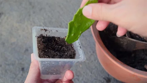 Planting a small cactus in a recycled plastic pot Stock Footage 289748637