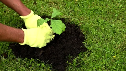 Planting a small oak tree 動画素材 137593729