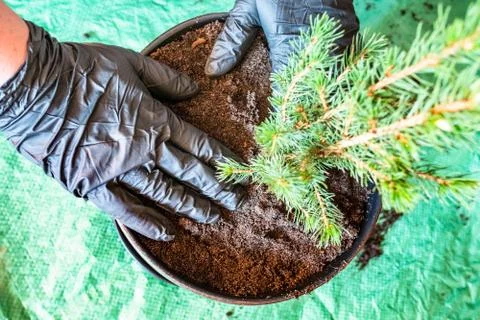 Planting small spruce tree in ceramic pot Stock Photos