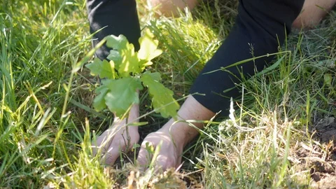 Planting small tree, oak sprout in grass Stock Footage 90231920