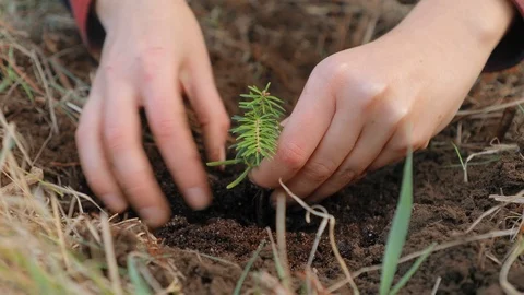 Planting a small tree sprout Stock Footage 104885235