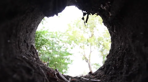 Planting in soil hole 库存影片 59528003