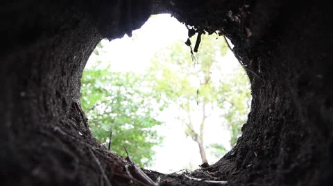 Planting in soil hole Stock Footage 59528304