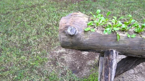 Planting Spring Flowers Vidéo 105886272