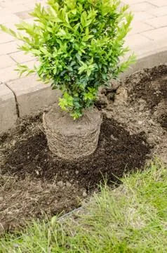 Planting in the spring Foto stock