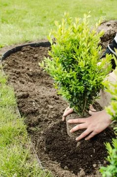 Planting in the spring Stock Photos