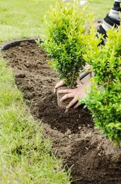 Planting in the spring Stock Photos