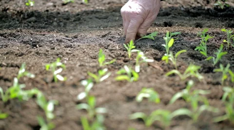 Planting stems of tomatoes HD 24 fps Stock Footage 48790974