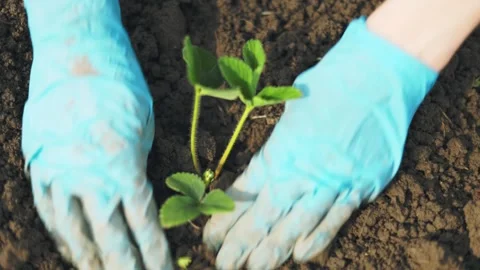 Planting strawberries in the ground Video stock 241997378