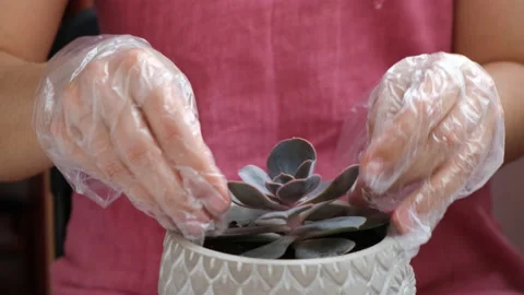Planting succulent 動画素材 130673384