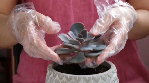 Planting succulent Stock-Footage 130674554