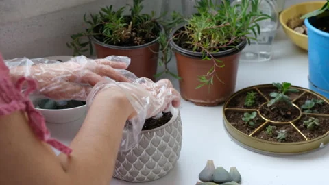 Planting succulent 動画素材 130682762