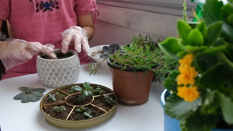 Planting succulent Видео 130684392