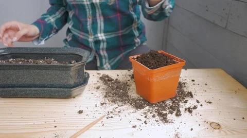 Planting succulent in pot Stock Footage 122451352