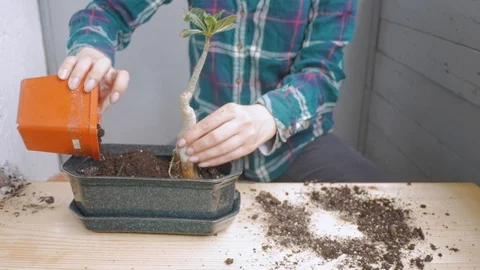 Planting succulent in pot Stock Footage 122451377