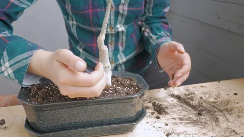 Planting succulent in pot Stock Footage 122451437
